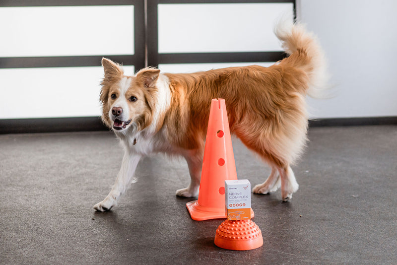 CEC kontra porckorongsérv? Alapvető különbségek és hasonlóságok