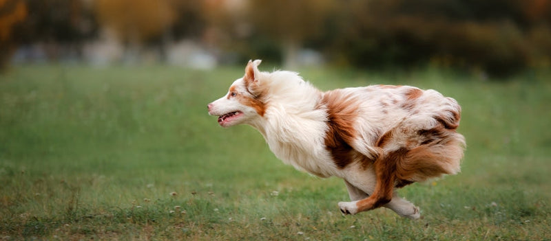 Kondícióépítés kutyáknál: Hogyan lehet a te kutyád is fittebb, erősebb, terhelhetőbb?