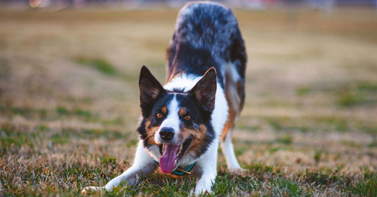 Kutyák diszpláziája – amikor az ízület nem illik a helyére
