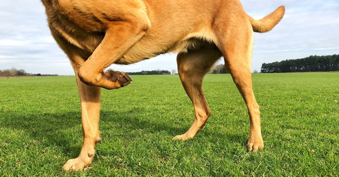 Patella ficam (luxatio patellae) kutyáknál – felismerés, okok, tünetek és kezelési lehetőségek