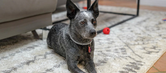 10 jel, hogy fáj a kutyádnak (amit nem mindig veszel észre)