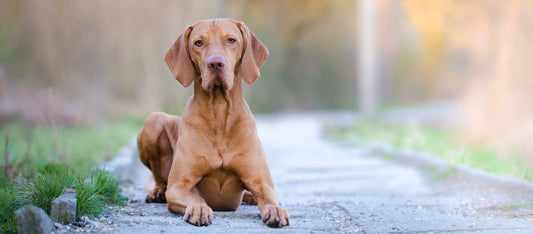 Miért sántít a kutyám pihenés után?