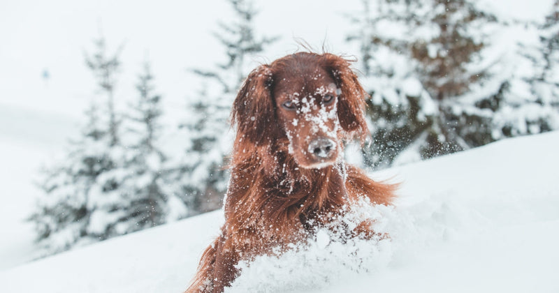 Ha csak egyetlen kiegészítőt használsz télen, az egy prémium ízületvédő legyen!