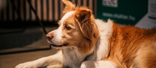 Az észrevétlen fájdalom – amit a kutyák nem mindig mutatnak, mégis jelen van