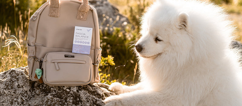 A kompenzáció művészete – avagy hogyan igazodik kutyád teste a láthatatlan problémákhoz