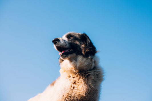 Őszi immunerősítés kutyáknál – Miért kulcsfontosságú, és hogyan támogathatod kedvencedet?