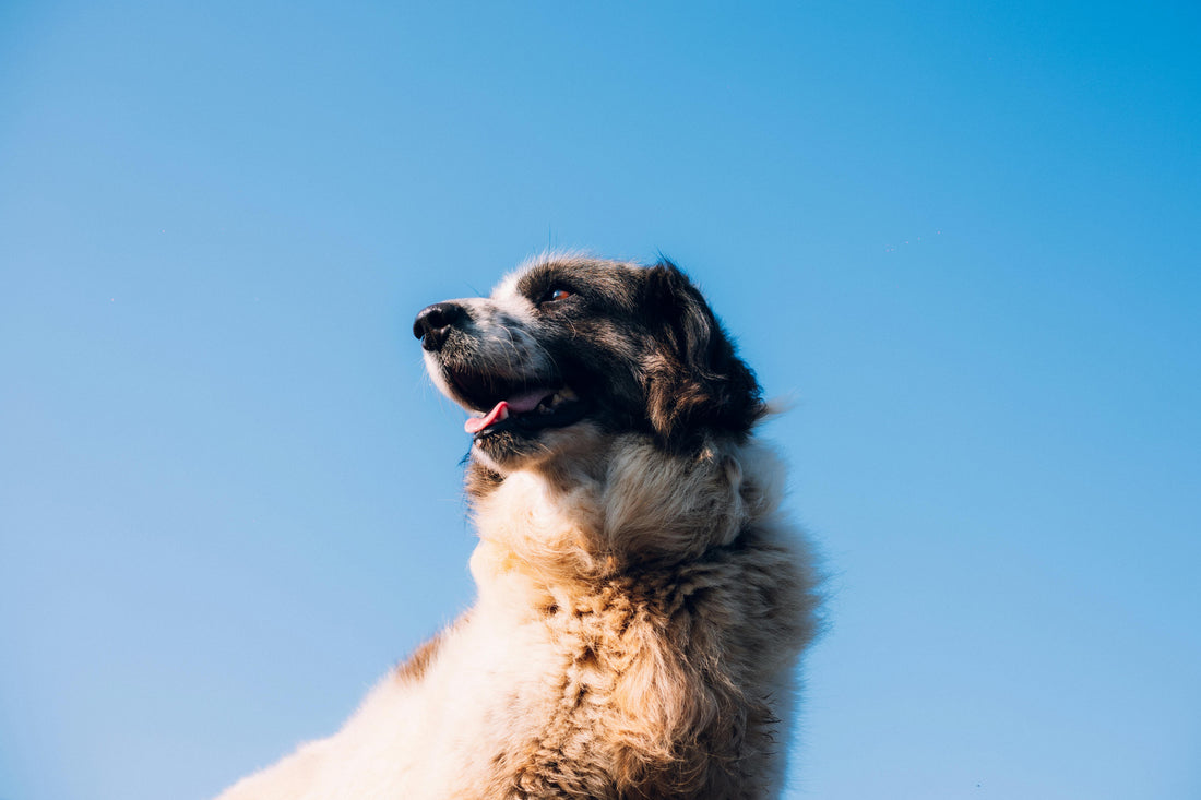 Őszi immunerősítés kutyáknál – Miért kulcsfontosságú, és hogyan támogathatod kedvencedet?
