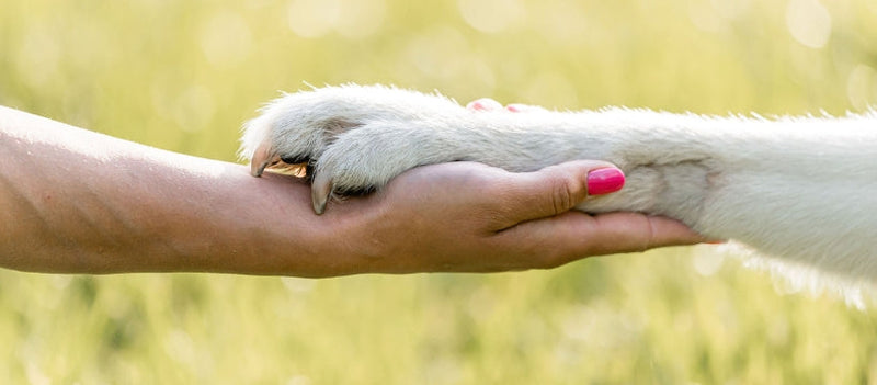 Miért ne várd meg, míg baj van? – Ezért fontos a mozgásszervi prevenció kutyádnak