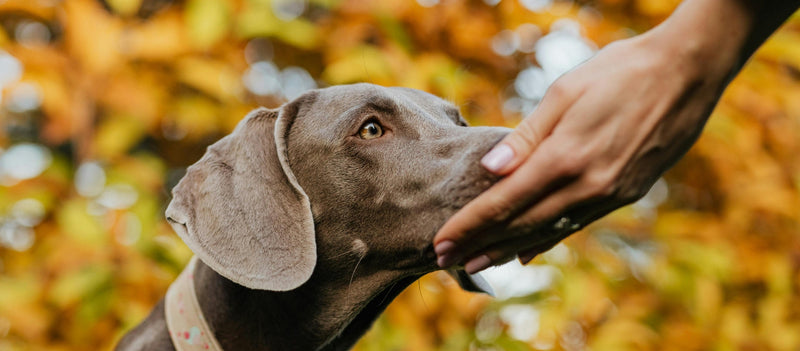 Őszi immunerősítés kutyáknál – Miért kulcsfontosságú, és hogyan támogathatod kedvencedet?